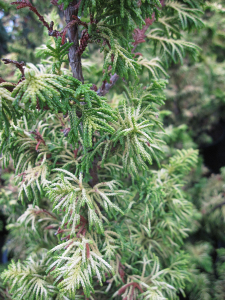 Chamaecyparis obt. Tetragona Aurea